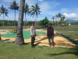 Bhabinkamtibmas Mbuju Pantau Panen Jagung, Wujud Nyata Dukungan Terhadap Ketahanan Pangan Nasional