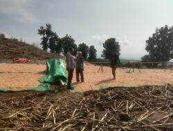 Bhabinkamtibmas Simpasai Pantau Panen Jagung Dukung Ketahanan Pangan Nasional