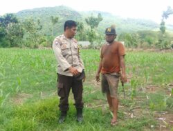 Dukung Ketahanan Pangan, Bhabinkamtibmas Desa Bara Pantau Pengolahan Lahan Jagung Musim Kedua