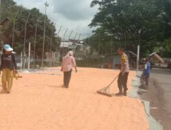 Dukung Ketahanan Pangan, Aiptu Purwanto Pantau Panen Jagung di Desa Rababaka