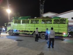 Laporan Pengamanan Malam di Pelabuhan Lembar: 18 Truk Ternak Sapi Aman Dimuat
