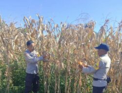 Bhabinkamtibmas Polsek Bolo Aktif Laksanakan Peninjauan Tanaman Jagung, Mendukung Ketahanan Pangan Nasional