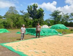 Bhabinkamtibmas Desa Adu Pantau Penjemuran Jagung Milik Warga Dukung Ketahanan Pangan Nasional