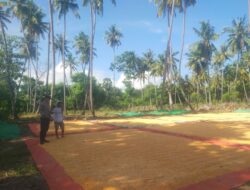 Bhabinkamtibmas Lasi Pantau Panen Jagung Warga Dukung Ketahanan Pangan Nasional