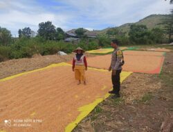 Bhabinkamtibmas Jambu Pantau Penjemuran Jagung, Dukung Program Ketahanan Pangan Nasional