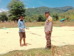 Bhabinkamtibmas Desa Lepadi Kawal Panen Jagung Warga, Dukung Program Ketahanan Pangan Nasional Menuju Indonesia Emas 2045