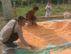 Panen Jagung di Desa Rababaka, Wujud Nyata Dukung Ketahanan Pangan Nasional 2025