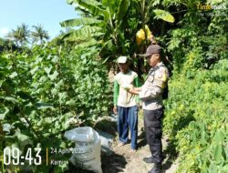 Bhabinkamtibmas Pantau Panen Mentimun, Dukung Ketahanan Pangan di Karang Dima