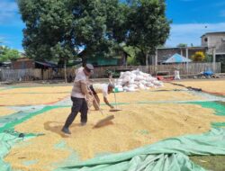 Bhabinkamtibmas Desa Adu Dampingi Warga Jemur Jagung, Dukung Program Ketahanan Pangan Menuju Indonesia Emas