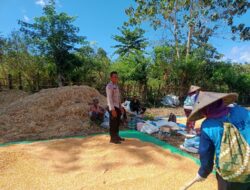 Bhabinkamtibmas Woko Dampingi Panen Jagung Dukung Ketahanan Pangan Nasional