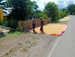 Bhabinkamtibmas Woko Dampingi Panen Jagung Dukung Ketahanan Pangan Nasional