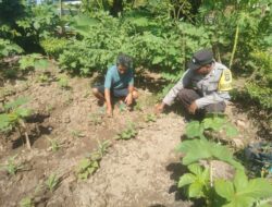 Bhabinkamtibmas Desa Bukit Damai Lakukan Pendampingan dan Monitoring Ketahanan Pangan