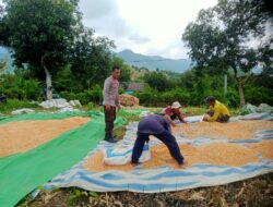 Bhabinkamtibmas Desa Woko Polsek Pajo Pantau Panen Jagung dalam Mendukung Program Ketahanan Pangan Nasional Menuju Indonesia Emas 2045