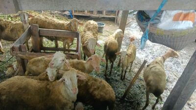 Sinergi Polri dan Warga Desa Beleka: Wujudkan Ketahanan Pangan dan Keamanan Sosial