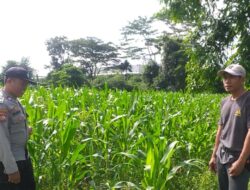 Petani Jagung Lombok Barat Disambangi Polri, Ini Tujuannya