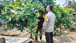 Polri dan Petani Bersatu Wujudkan Program Pangan Nasional di Lombok Barat