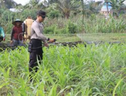 Polres Lombok Tengah Dukung Ketahanan Pangan Nasional: Bantu Petani Pupuk Lahan Jagung.