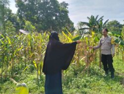 Polres Lombok Barat Dorong Produktivitas Jagung Lewat Pendampingan Petani