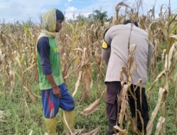 Polri Terjun ke Sawah: Dukungan Nyata untuk Petani Jagung Lombok Barat