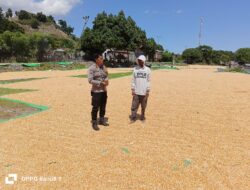 Bhabinkamtibmas Desa Hu’u Pantau Penjemuran Jagung, Imbau Warga Waspadai Curah Hujan