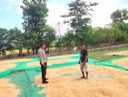 Bhabinkamtibmas Cempi Jaya Dampingi Panen Jagung, Wujud Dukungan Program Ketahanan Pangan Nasional