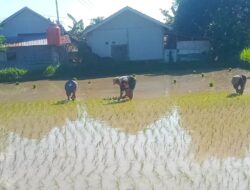 Dorong Produktivitas, Babinsa Bantu LTT Padi di Lombok Utara