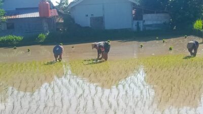 Dorong Produktivitas, Babinsa Bantu LTT Padi di Lombok Utara