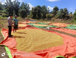 Bhabinkamtibmas Desa Hu’u Pantau Penjemuran Jagung Warga di Dusun Cangga