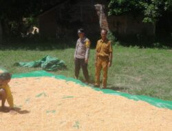 Bhabinkamtibmas Desa Daha Pantau Warga Jemur Jagung di Dusun Foo Kompo