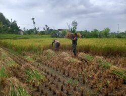 Babinsa Narmada Turun Sawah Bantu Panen Petani Lingsar