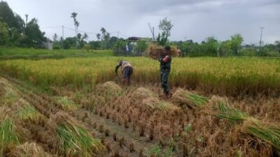 Babinsa Narmada Turun Sawah Bantu Panen Petani Lingsar
