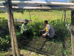 Bhabinkamtibmas Desa Katua Dorong Pemanfaatan Pekarangan untuk Tanaman Pangan