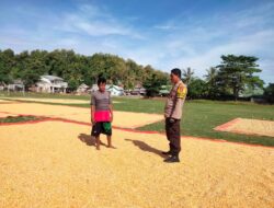 Dukung Ketahanan Pangan, Bhabinkamtibmas Desa Cempi Jaya Pantau Langsung Kegiatan Panen Jagung Warga