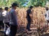 Polri untuk Masyarakat, Personel Polsek Asakota Bantu Petani Panen Jagung