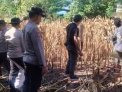 Polri untuk Masyarakat, Personel Polsek Asakota Bantu Petani Panen Jagung
