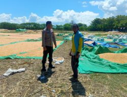 Dukung Ketahanan Pangan Nasional, Bhabinkamtibmas Desa Marada Pantau Langsung Proses Penjemuran Jagung Milik Warga