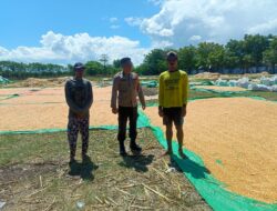 Bhabinkamtibmas Desa Marada Pantau Penjemuran Jagung Warga, Dukung Ketahanan Pangan Nasional