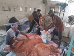 Babinsa Labuan Tereng Bantu Petani Campur Pupuk Padi