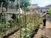 Asta Cita Swasembada Pangan, Bhabinkamtibmas Desa Beru Aktif Monitoring Ketahanan Pangan Desa