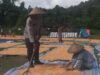 Bhabinkamtibmas Kelurahan Nungga Bantu Jemur Jagung Warga, Dukung Program Ketahanan Pangan