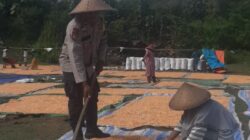 Bhabinkamtibmas Kelurahan Nungga Bantu Jemur Jagung Warga, Dukung Program Ketahanan Pangan