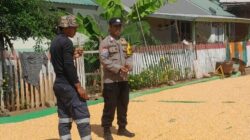 Bhabinkamtibmas Desa Daha Pantau Penjemuran Jagung Warga, Dukung Ketahanan Pangan Menuju Indonesia Emas 2045