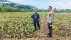 Sukses Panen Jagung, Bhabinkamtibmas Desa Sekongkang Bawah Motivasi Petani pada Musim Tanam II, Wujudkan Program Asta Cita