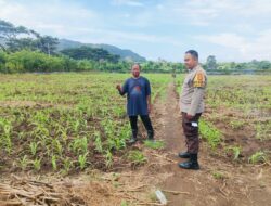 Sukses Panen Jagung, Bhabinkamtibmas Desa Sekongkang Bawah Motivasi Petani pada Musim Tanam II, Wujudkan Program Asta Cita