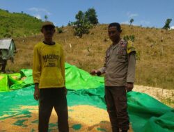 Bhabinkamtibmas Desa Ranggo Pantau Penjemuran Jagung Warga, Dukung Ketahanan Pangan Menuju Indonesia Emas 2045