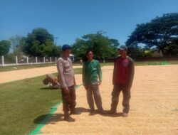 Bhabinkamtibmas Desa Rasabou Lakukan Pemantauan Jelang Panen Jagung, Dukung Ketahanan Pangan Nasiona