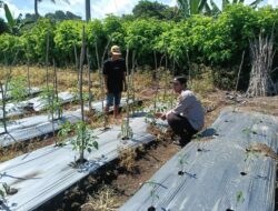 Bhabinkamtibmas Desa Bukit Damai Dampingi Warga Dalam Program Ketahanan Pangan Bergizi