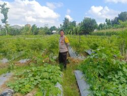 DDS Polsek Gerung Perkuat Ketahanan Pangan Desa Beleka