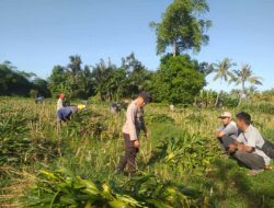 Polsek Kuripan Dukung Pemanfaatan Lahan Produktif di Desa Jagaraga