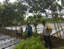 Ketahanan Pangan di Kediri: Peran Aktif Polri Bersama Petani Lokal